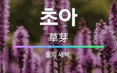 🌟초아: 풀의 새싹. - 표준국어대사전