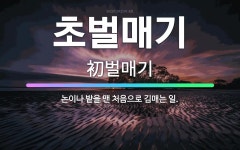 🌟초벌매기: 논이나 밭을 맨 처음으로 김매는 일. - 표준국어대사전