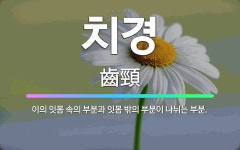 🌟치경: 이의 잇몸 속의 부분과 잇몸 밖의 부분이 나뉘는 부분. - 표준국어대사전