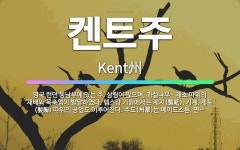 🌟켄트주: 영국 런던 동남부에 있는 주. 삼림이 많으며, 과실나무ㆍ채소 따위의 재배와 목축업이 발달하였다.... - 표준국어대사전