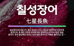 🌟칠성장어: 칠성장어과의 물고기. 몸의 길이는 63cm 정도로 뱀장어와 비슷하게 생겼으며, 등 쪽은 연푸른... - 표준국어대사전