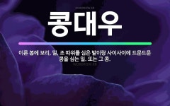 🌟콩대우: 이른 봄에 보리, 밀, 조 따위를 심은 밭이랑 사이사이에 드문드문 콩을 심는 일. 또는 그 콩. - 표준국어대사전