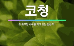 🌟코청: 두 콧구멍 사이를 막고 있는 얇은 막. - 표준국어대사전