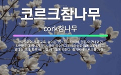 🌟코르크참나무: 참나뭇과의 상록 교목. 높이는 15~30미터이며, 잎은 어긋나고 긴 타원형인데 톱니가 있다... - 표준국어대사전