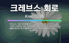 🌟크레브스 회로: 아미노산, 지방, 탄수화물 따위가 분해하여 발생한 유기산이 호흡에 의하여 산화하는 경로.... - 표준국어대사전