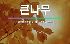 🌟큰나무: 소 장수들의 은어로, 팔천 냥을 이르는 말. - 표준국어대사전