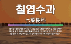 🌟칠엽수과: 쌍떡잎식물 갈래꽃류의 한 과. 꽃은 원추(圓錐) 화서 또는 취산(聚散) 화서로 피고 열매는 삭... - 표준국어대사전