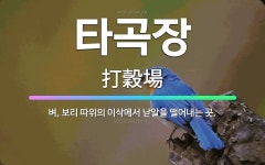 🌟타곡장: 벼, 보리 따위의 이삭에서 낟알을 떨어내는 곳. - 표준국어대사전