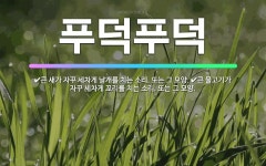 🌟푸덕푸덕: 큰 새가 자꾸 세차게 날개를 치는 소리. 또는 그 모양., 큰 물고기가 자꾸 세차게 꼬리를 치... - 표준국어대사전