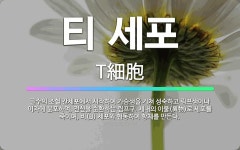 🌟티 세포: 골수의 조혈 간세포에서 시작하여 가슴샘을 거쳐 성숙하고 림프샘이나 이자에 분포하며, 전신을 순... - 표준국어대사전
