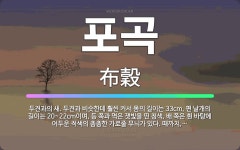 🌟포곡: 두견과의 새. 두견과 비슷한데 훨씬 커서 몸의 길이는 33cm, 편 날개의 길이는 20~22cm이... - 표준국어대사전