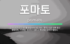 🌟포마토: 감자와 토마토의 세포를 융합하여 얻은 채소. 꽃이나 잎은 양쪽 중간 형태이며, 가지에는 토마토가... - 표준국어대사전