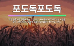 🌟포도독포도독: 무른 똥을 조금 힘들여 자꾸 누는 소리. ‘보도독보도독’보다 거센 느낌을 준다. (보도독보... - 표준국어대사전