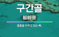 🌟구간골: 몸통을 이루고 있는 뼈. - 표준국어대사전