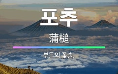 🌟포추: 부들의 꽃술. - 표준국어대사전