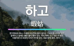 🌟하고: 갯가잿과의 하나. 가재와 비슷한데 몸의 길이는 15cm 정도이며, 옅은 갈색이고 등에는 붉은 줄이... - 표준국어대사전