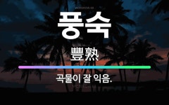 🌟풍숙: 곡물이 잘 익음. - 표준국어대사전