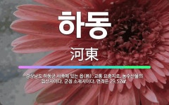 🌟하동: 경상남도 하동군 서쪽에 있는 읍(邑). 교통 요충지로, 농수산물의 집산지이다. 군청 소재지이다. ... - 표준국어대사전