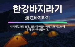 🌟한강바지라기: 바지라깃과의 조개. 모양이 마포바지라기와 비슷한데 우리나라 특산종이다. - 표준국어대사전