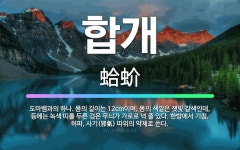 합개: 도마뱀과의 하나. 몸의 길이는 12cm이며, 몸의 색깔은 잿빛 갈색인데, 등에는 녹색 띠를 두른 ... - 표준국어대사전