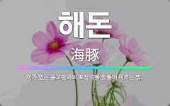 🌟해돈: 이가 있는 돌고랫과의 포유류를 통틀어 이르는 말. - 표준국어대사전