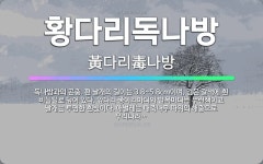 🌟황다리독나방: 독나방과의 곤충. 편 날개의 길이는 3.8~5.8cm이며, 검은 갈색에 흰 비늘털로 덮여 ... - 표준국어대사전