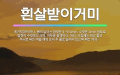 🌟흰살받이거미: 게거밋과의 하나. 몸의 길이는 암컷은 4~9.5mm, 수컷은 3mm 정도로 암컷이 수컷보다... - 표준국어대사전