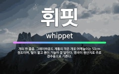 🌟휘핏: 개의 한 품종. 그레이하운드 계통의 작은 개로 어깨높이는 50cm 정도이며, 털이 짧고 몸이 가늘... - 표준국어대사전