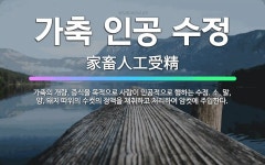 🌟가축 인공 수정: 가축의 개량, 증식을 목적으로 사람이 인공적으로 행하는 수정. 소, 말, 양, 돼지 따... - 표준국어대사전