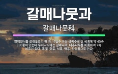 🌟갈매나뭇과: 쌍떡잎식물 갈래꽃류의 한 과. 낙엽수 또는 상록수로 전 세계에 약 45속 550종이 있는데 ... - 표준국어대사전