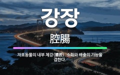 🌟강장: 자포동물의 내부 체강(體腔). 소화와 배출의 기능을 겸한다. - 표준국어대사전