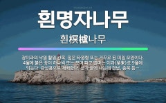 🌟흰명자나무: 장미과의 낙엽 활엽 관목. 잎은 타원형 또는 거꾸로 된 피침 모양이다. 4월에 붉은 꽃이 하... - 표준국어대사전