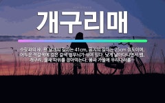 새길이앤디 | 🌟개구리매: 수릿과의 새. 편 날개의 길이는 41cm, 꽁지의 길이는 25cm 정도이며, 어두운 적갈색에 ... - 표준국어대사전