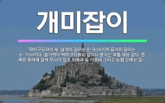 새길이앤디 | 🌟개미잡이: 딱따구릿과의 새. 날개의 길이는 8~9cm이며 꽁지의 길이는 6~7cm이다. 발가락이 딱따구리... - 표준국어대사전