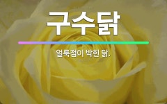 🌟구수닭: 얼룩점이 박힌 닭. - 표준국어대사전