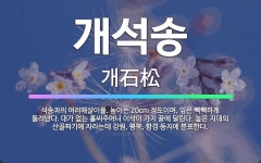 🌟개석송: 석송과의 여러해살이풀. 높이는 20cm 정도이며, 잎은 빽빽하게 돌려난다. 대가 없는 홀씨주머니... - 표준국어대사전