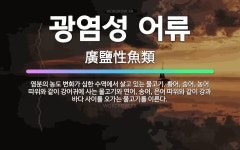 🌟광염성 어류: 염분의 농도 변화가 심한 수역에서 살고 있는 물고기. 황어, 숭어, 농어 따위와 같이 강어... - 표준국어대사전