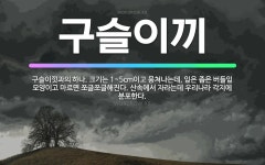 🌟구슬이끼: 구슬이낏과의 하나. 크기는 1~5cm이고 뭉쳐나는데, 잎은 좁은 버들잎 모양이고 마르면 쪼글쪼... - 표준국어대사전