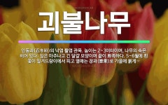 🌟괴불나무: 인동과(忍冬科)의 낙엽 활엽 관목. 높이는 2~3미터이며, 나무의 속은 비어 있다. 잎은 마주... - 표준국어대사전