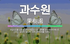 🌟과수원: 과실나무를 심은 밭. 흔히 먹을 수 있는 열매를 얻기 위하여 배나무, 감나무, 밤나무, 대추나무... - 표준국어대사전