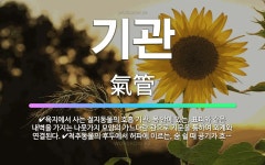 🌟기관: 척추동물의 후두에서 허파에 이르는, 숨 쉴 때 공기가 흐르는 관. 심장 위에서 좌ㆍ우의 기관지로 ... - 표준국어대사전