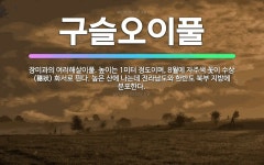 🌟구슬오이풀: 장미과의 여러해살이풀. 높이는 1미터 정도이며, 8월에 자주색 꽃이 수상(穗狀) 화서로 핀다... - 표준국어대사전