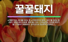 🌟꿀꿀돼지: 어린아이의 말로, ‘돼지’를 이르는 말. (돼지: 멧돼짓과의 포유류. 몸무게는 200~250k... - 표준국어대사전
