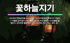 🌟꽃하늘지기: 사초과의 한해살이풀. 높이는 20~30cm이며 잎은 뭉쳐나고 가늘다. 7~8월에 갈색 꽃이 ... - 표준국어대사전