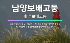 🌟남양보배고둥: 보배고둥과의 하나. 껍데기는 등 쪽이 둥글고 표면은 광택이 나는 주홍색이다. 남태평양의 열... - 표준국어대사전