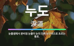 🌟누도: 눈물샘에서 분비된 눈물이 눈의 안쪽 눈구석으로 흐르는 통로. - 표준국어대사전