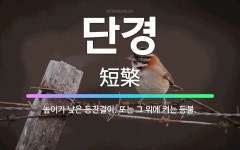 🌟단경: 높이가 낮은 등잔걸이. 또는 그 위에 켜는 등불. - 표준국어대사전