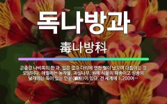 🌟독나방과: 곤충강 나비목의 한 과. 입은 없고 다리에 연한 털이 났으며 더듬이는 깃 모양이다. 애벌레는 ... - 표준국어대사전