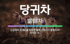 🌟당귀차: 신감채의 순(筍)을 따뜻한 물에 우렸다가 꿀에 타서 마시는 차. - 표준국어대사전