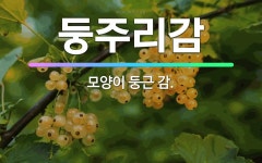 🌟둥주리감: 모양이 둥근 감. - 표준국어대사전
